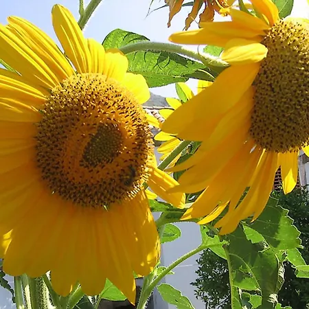 Daire Imperial Dubrovnik