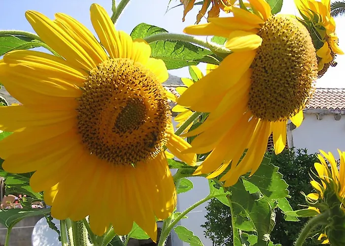 Апартаменты Imperial Дубровник